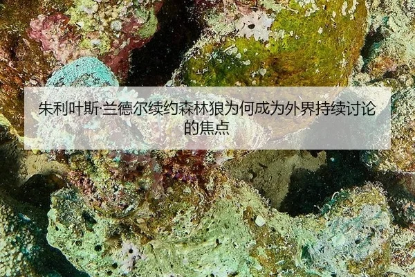 朱利叶斯·兰德尔续约森林狼为何成为外界持续讨论的焦点